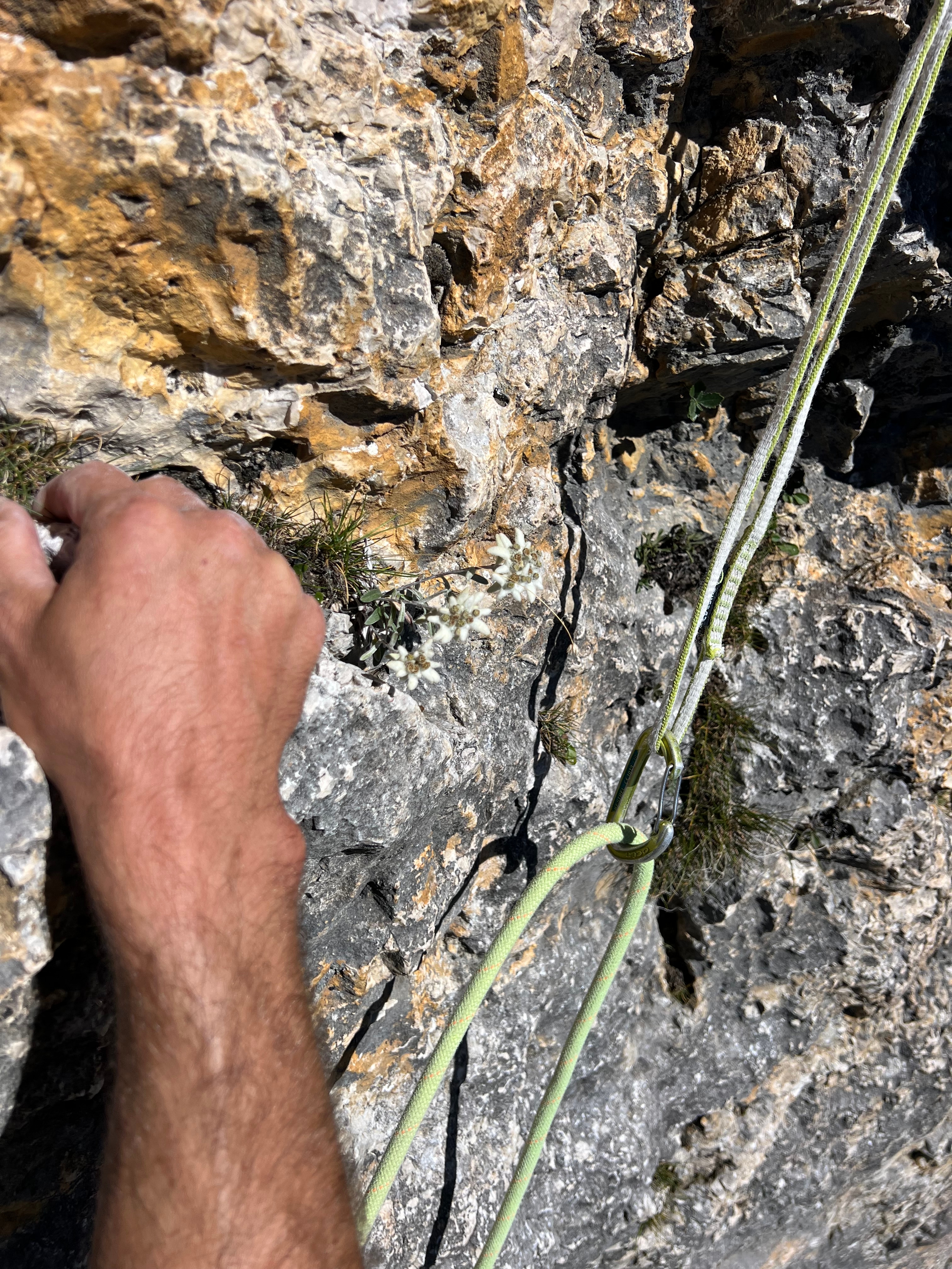 Nahaufnahme Griff und Karabiner am Dolomitenfels mit Edelweiss